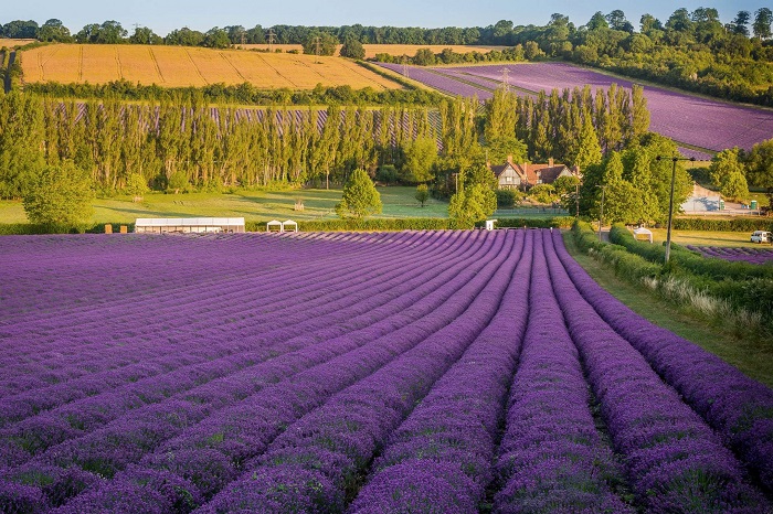 Một vùng tím thơ mộng ở cánh đồng hoa Lavender Valensole nước Pháp 